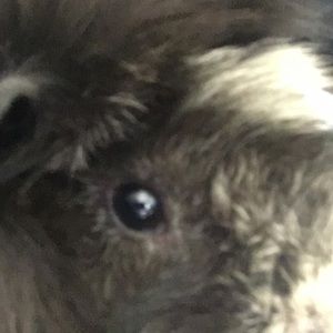 Meet your Posher, Roman